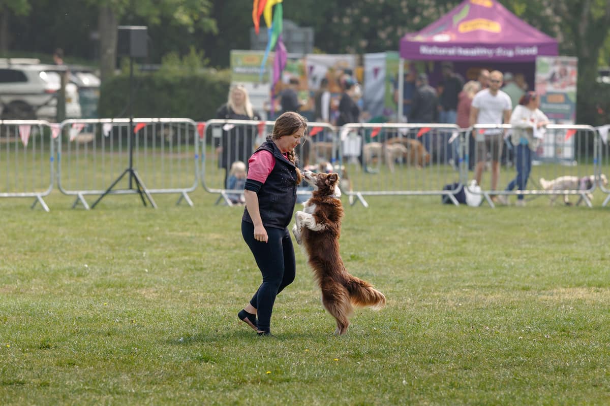 Two-day dog festival coming to Uttoxeter Racecourse this September — Uttoxeter news photo